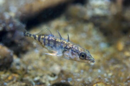 Dreistachliger Stichling - gasterosteus aculeatus