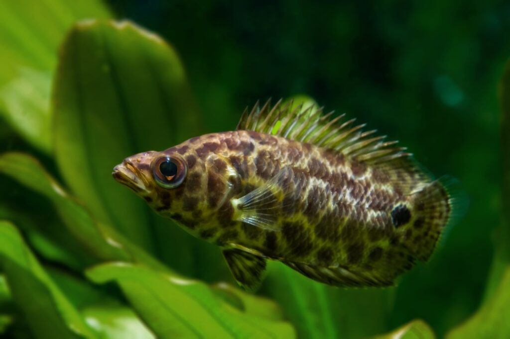 Aquarium für den Leopardbuschfisch