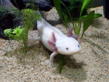 Axolotl Haltung - ambystoma mexicanum