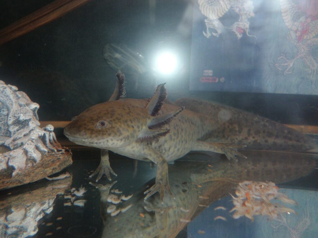 Axolotl Futter