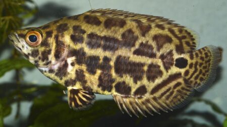 Leopardbuschfisch - Ctenopoma acutirostre