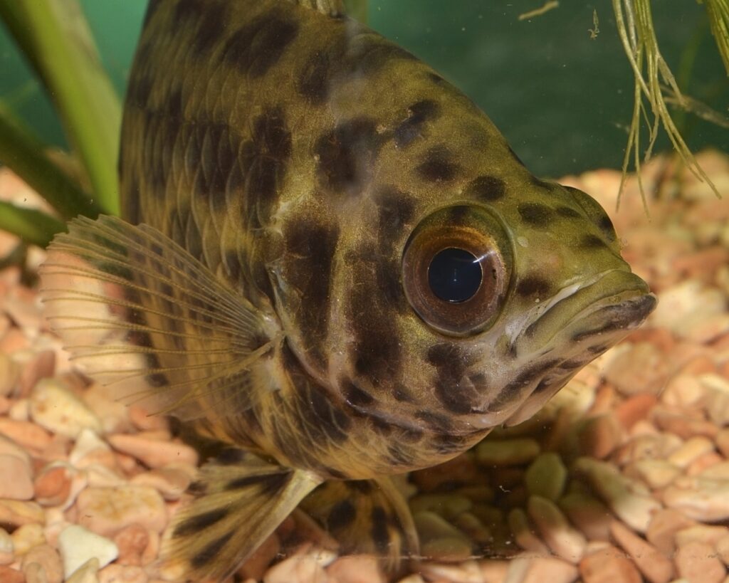 Leopardbuschfisch und seine Haltung