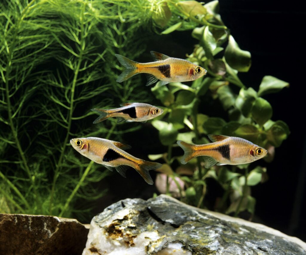 Ablaichbecken von Rasbora heteromorpha