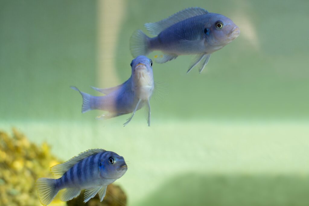 Blauer Maulbrüter im Aquarium