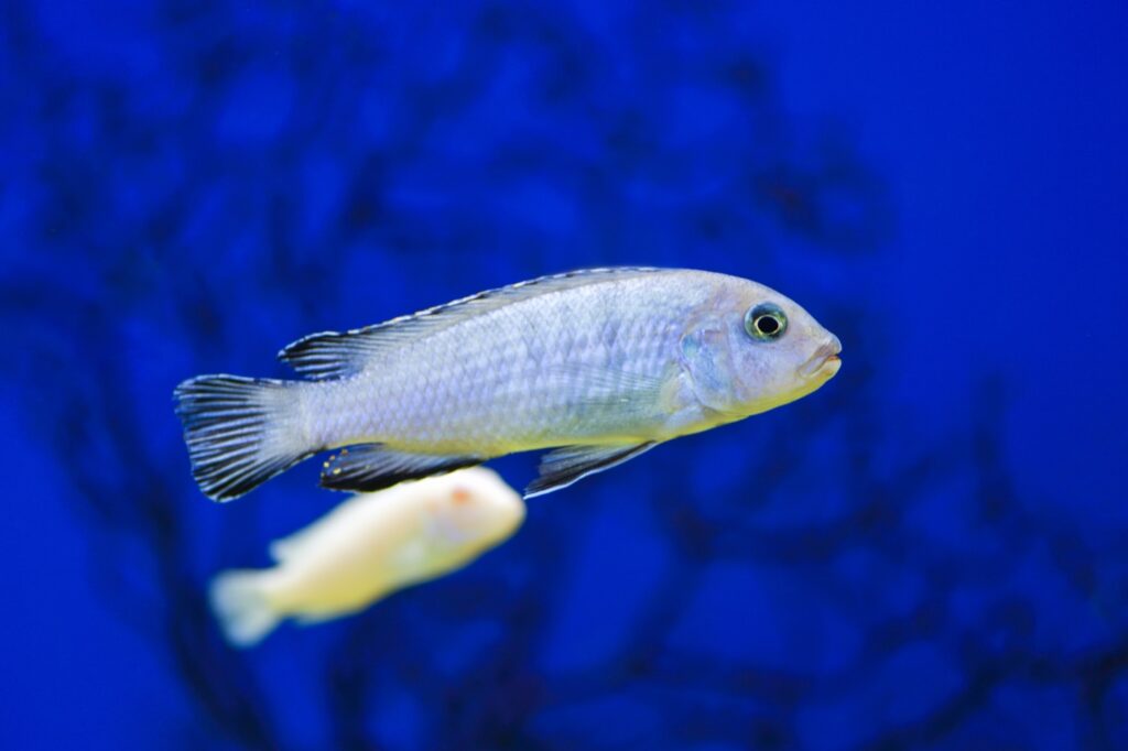 Eisblauer Maulbrüter und seine Haltung