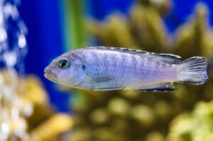 Eisblauer Maulbrüter - Pseudotropheus socolofi