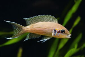 Feenbarsch - Neolamprologus brichardi