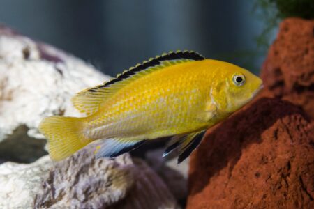 Goldener Labidochromis caeruleus yellow