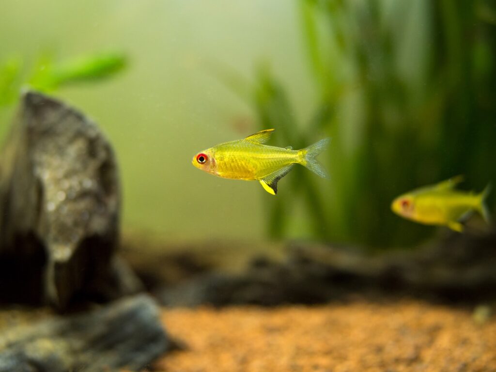 Hyphessobrycon pulchripinnis und seine Zucht