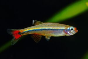 Kardinalfisch - Tanichthys albonubes