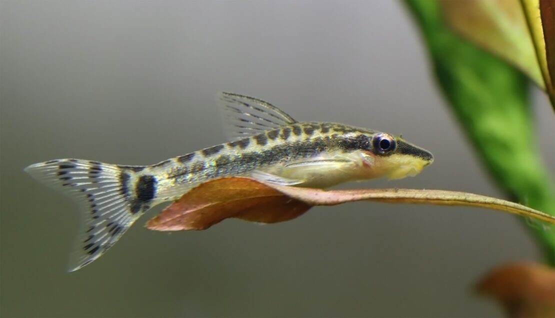 Längsstreifen-Ohrgitterharnischwels - Otocinclus vittatus