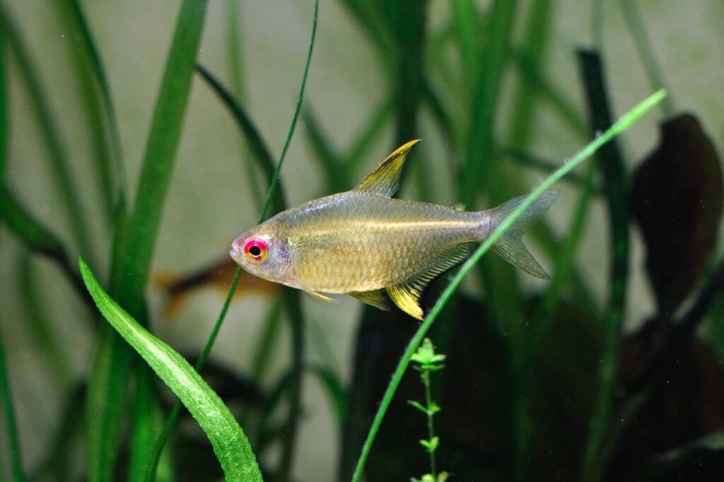 Zitronensalmler Haltung im Aquarium