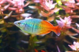 Auf dem Bild sieht man einen farbenfrohen Regenbogenfisch in einem Aquarium