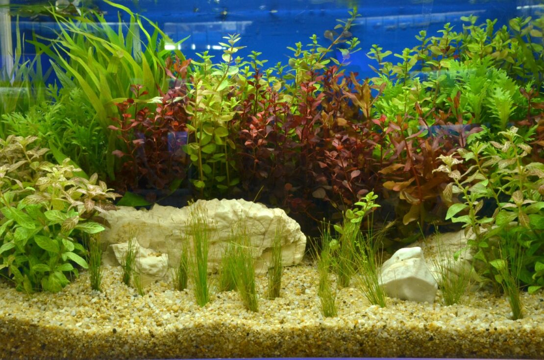 Aquarium Pflanzen einsetzen