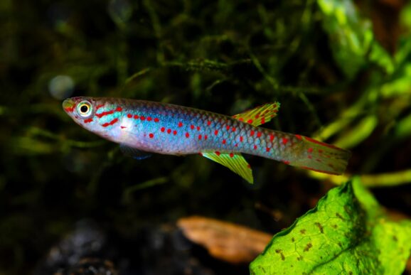Vielfarbiger Leuchtaugenfisch (Aplocheilichthys pumilus) Haltung