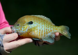 Großohriger Sonnenbarsch - Lepomis auritus