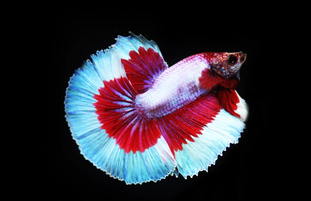 Halfmoon Betta