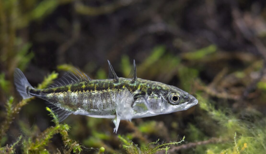 Kaltwasserfische im Aquarium