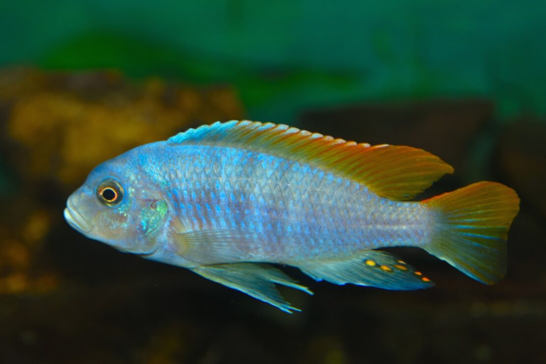 Likomamaulbrüter - Placidochromis electra