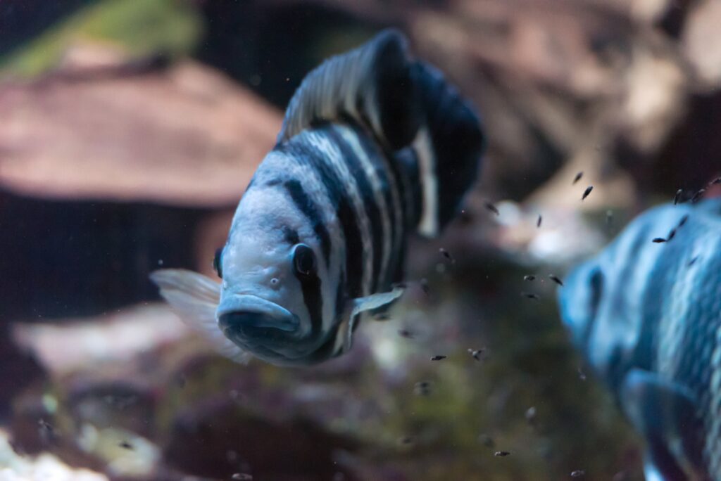 Malawi Buntbarsche - Zucht und Jungfische