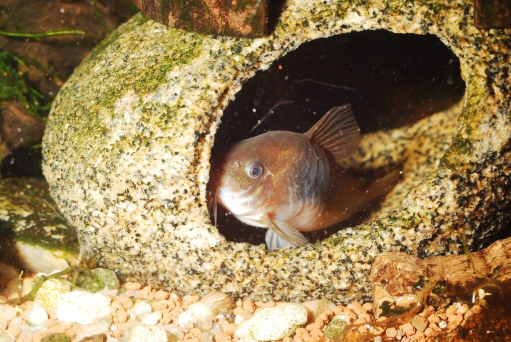 Panzerwels in Aquarienhöhle