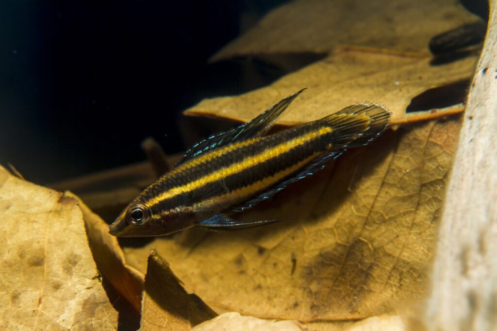 Prachtguramis im Aquarium