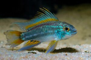 Querbinden-Zwergbuntbarsch - Apistogramma bitaeniata