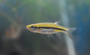 Schlankbärbling - Rasbora daniconius