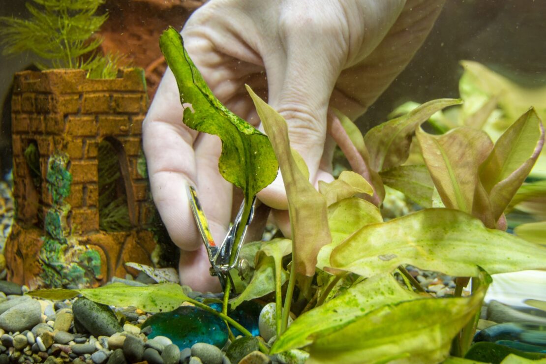 Pflanzen im Aquarium kümmern