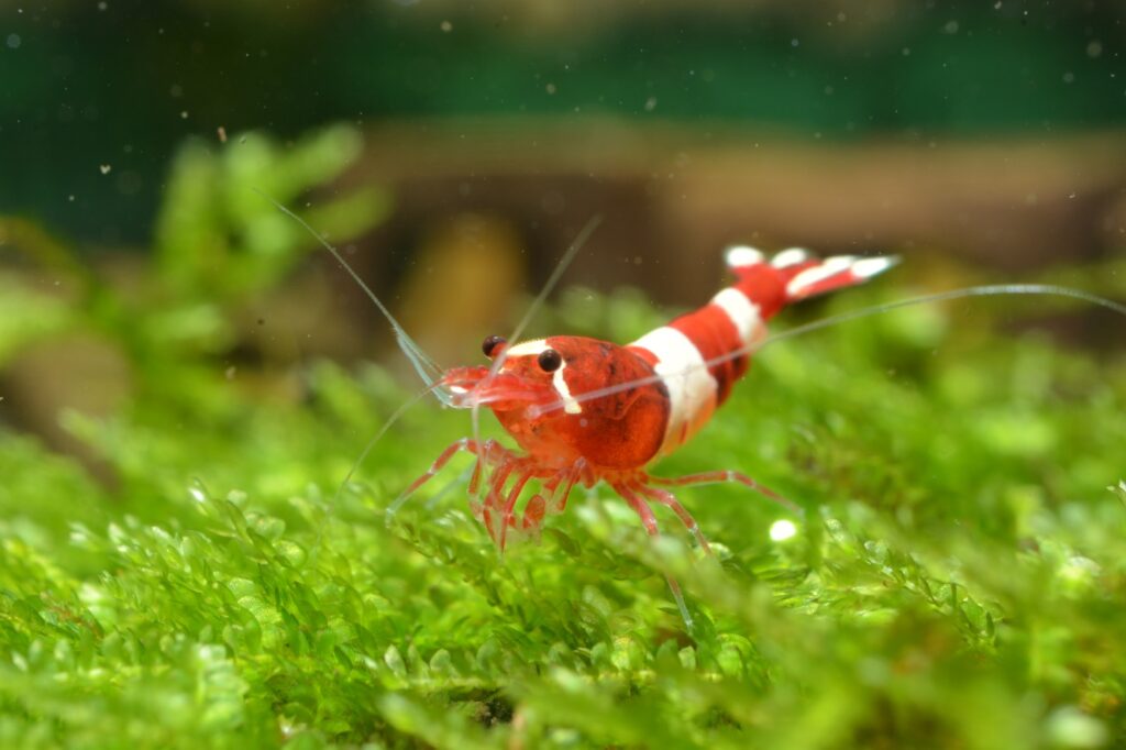 Pflanzen für das Garnelenaquarium