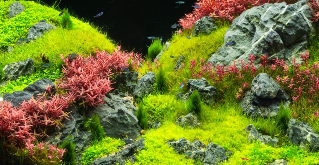 Aquarienpflanzen in unterschiedlichen Farben
