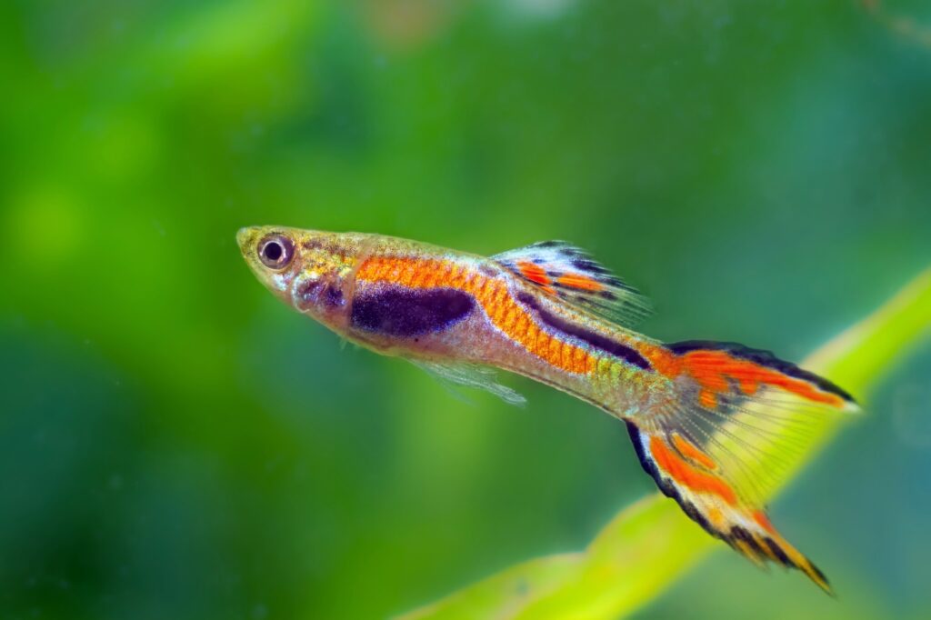 Endlers Guppys - Zahnkarpfen für das kleine Aquarium