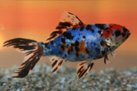 Shubunkin (Carassius auratus auratus) Haltung, Aussehen, Zucht