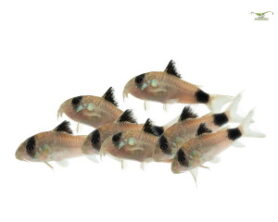 Panda Panzerwels (Corydoras panda) - Futter, Einrichtung, Zucht