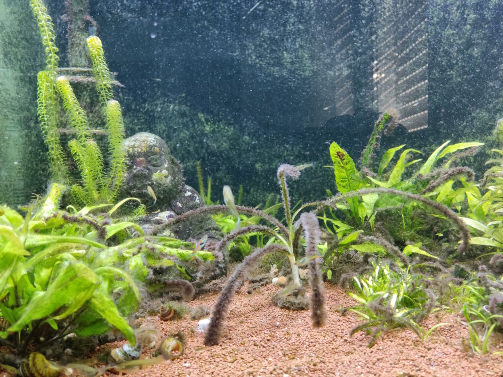 Das Foto zeigt ein Aquarium mit unterschiedlichen Algen