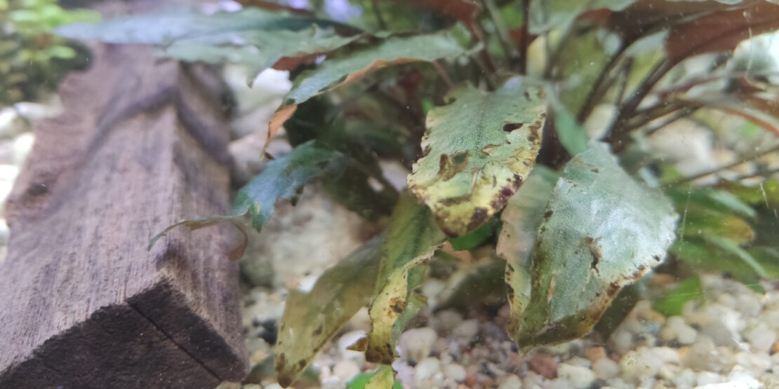 Das Foto zeigt Kieselalgen auf Aquarienblättern