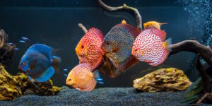 Das Foto zeigt Diskusfische im Aquarium