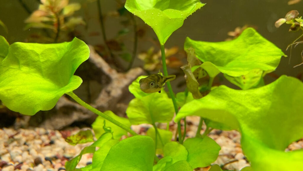 Das Foto zeigt einen Erbsenkugelfisch zwischen Pflanzen