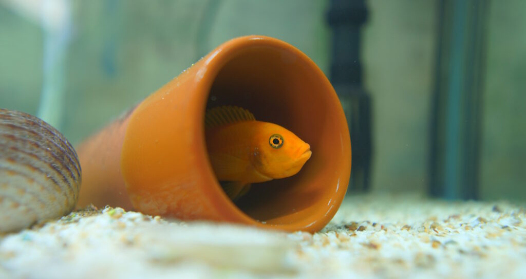 Das Foto zeigt einen Fisch in einer Höhle