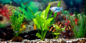 Das Foto zeigt eine große Amazonas Schwertpflanze im Aquarium