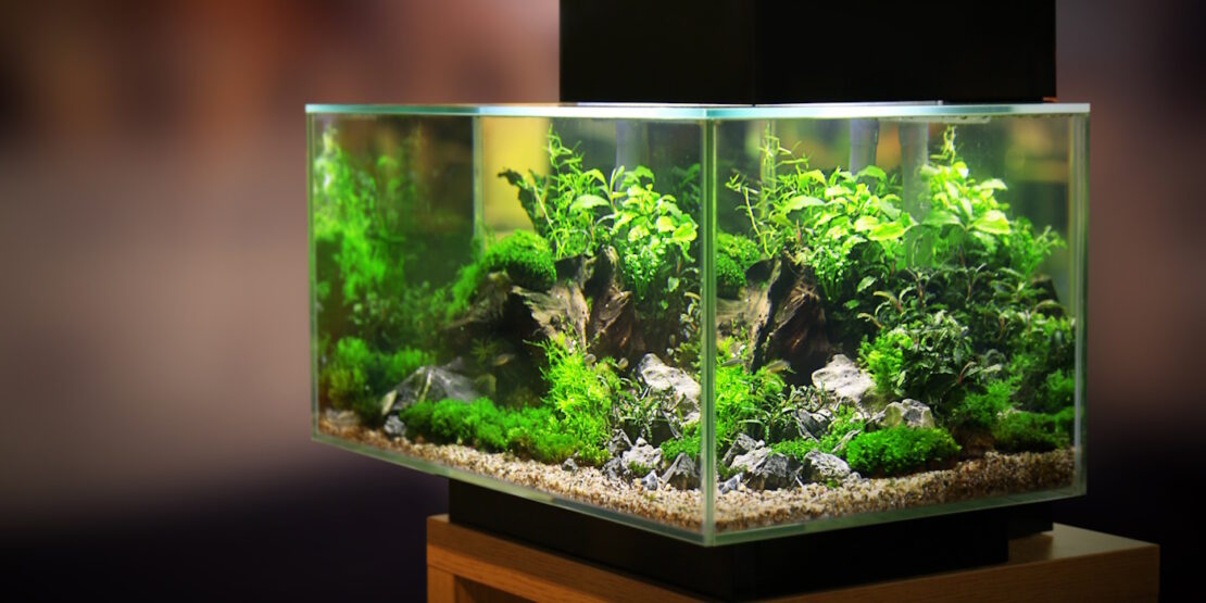 Das Foto zeigt ein schön eingerichtetes Aquarium mit guter Lichtzufuhr