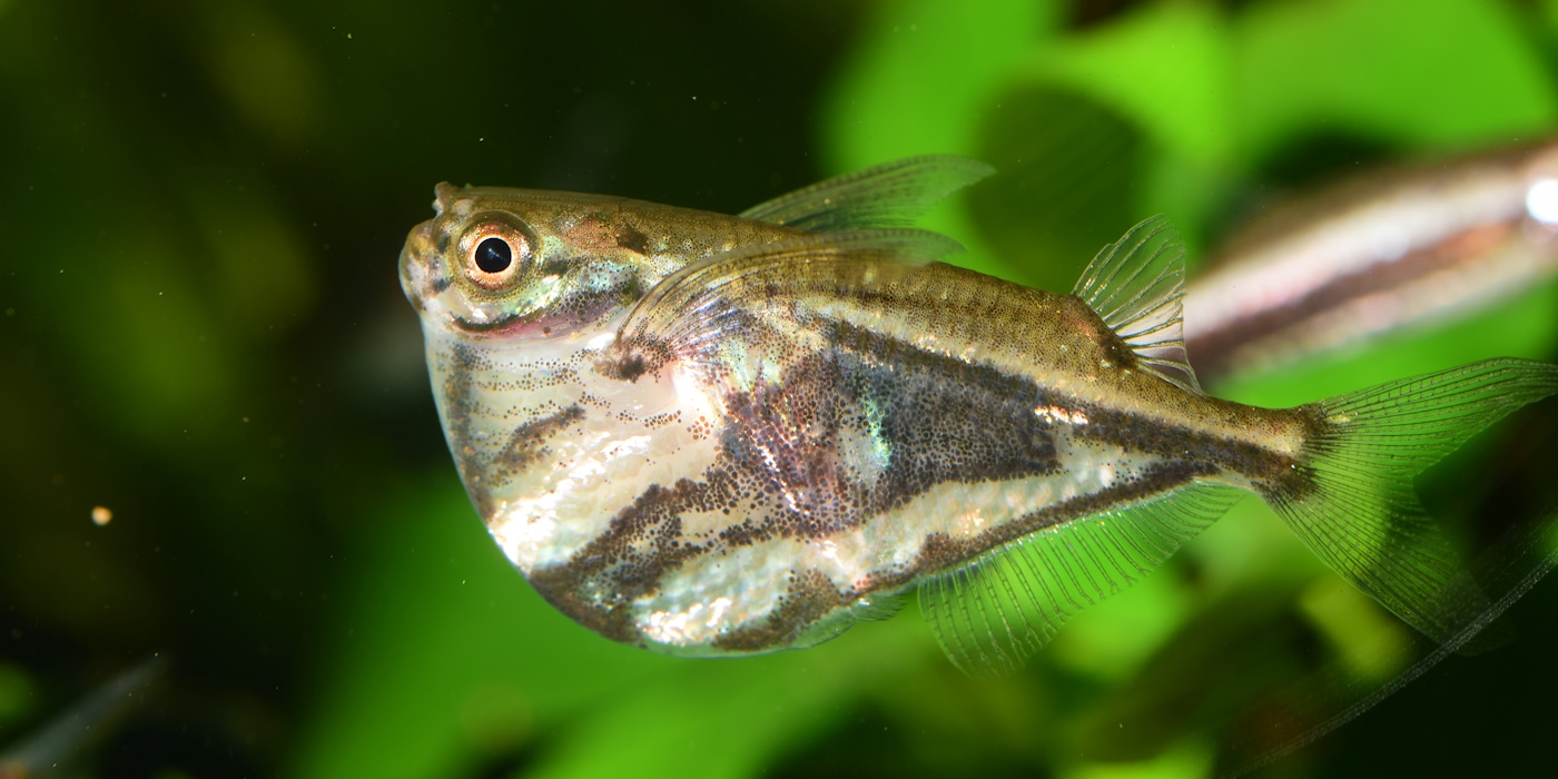Marmorierter Beilbauchsalmler (Carnegiella strigata) - Haltung &amp; Co