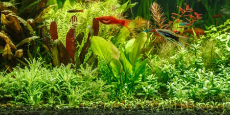 Das Foto zeigt ein Aquarium, dessen Pflanzen gut mit Nährstoffen versorgt sind