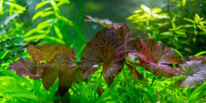 Das Foto zeigt den roten Tigerlotus im Aquarium