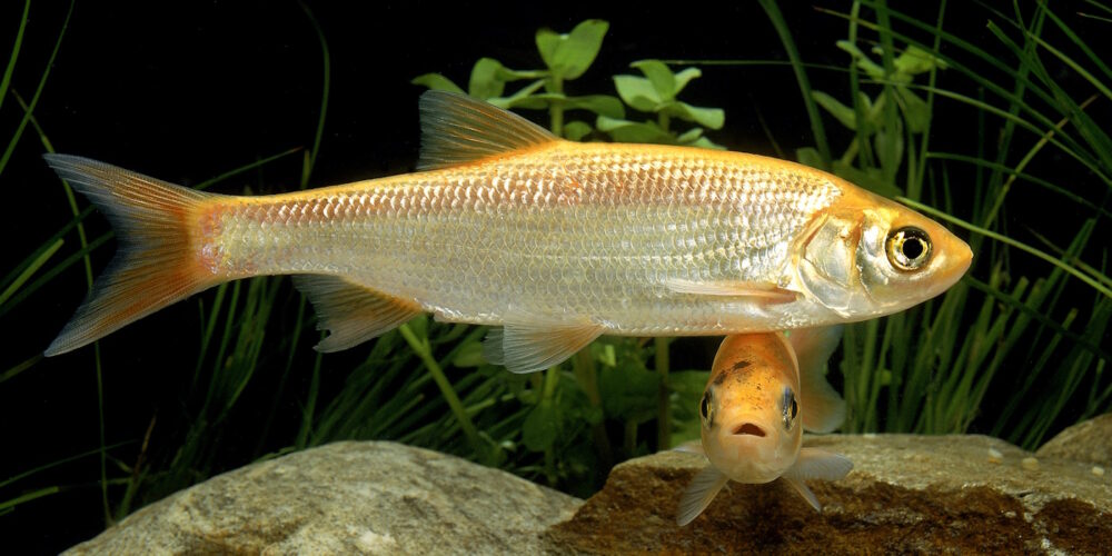 Aquarienpflanzen Vorteile von Pflanzen im Aquarium