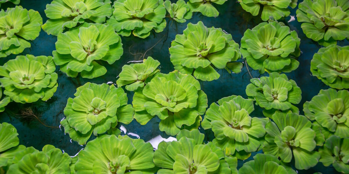 Die Muschelblumen Pistia stratiotes