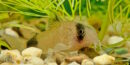 Panda Panzerwels (Corydoras panda) - Futter, Einrichtung, Zucht