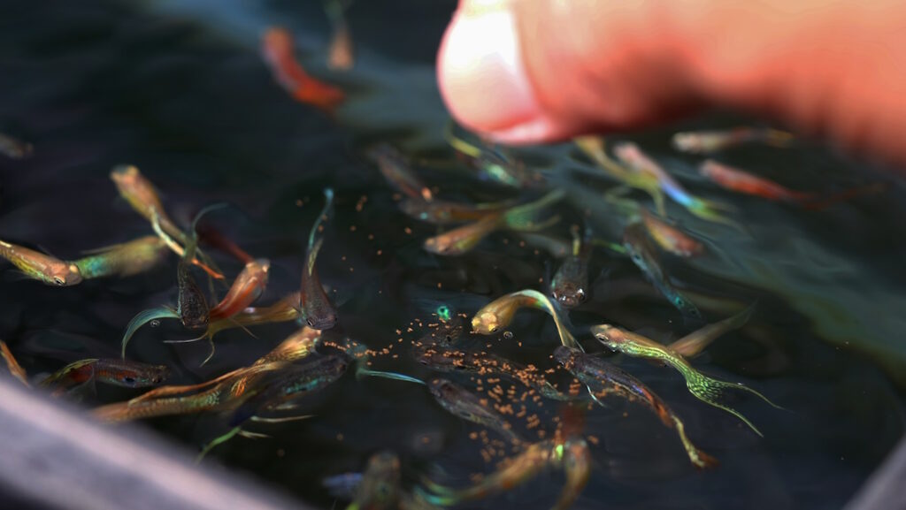 Das Foto zeigt, wie Fische im Aquarium gefüttert werden