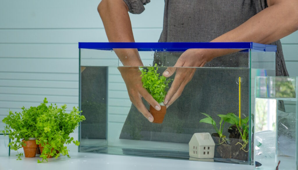 Das Foto zeigt eine Person, die Pflanzen in ein Nanoaquarium einpflanzt
