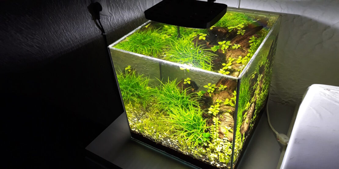 Das Foto zeigt ein Nanoaquarium